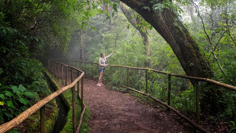 Levada walk laurel forest Madeira